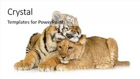  Presentation with mother tiger and lion - Slide deck consisting of cub 5 months and tiger background and a white colored foreground