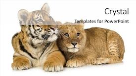  Presentation with mother tiger and lion - Colorful slides enhanced with cub 5 months and tiger backdrop and a white colored foreground