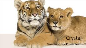  Presentation with mother tiger and lion - Audience pleasing PPT theme consisting of cub 5 months and tiger backdrop and a coral colored foreground
