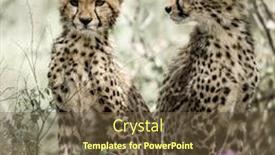  Presentation with national - Beautiful PPT layouts featuring cub-cheetahs-in-serengeti-national backdrop and a tawny brown colored foreground