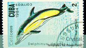 Presentation with dolphin - Presentation enhanced with cuba-circa-1984-a-stamp background and a mint green colored foreground