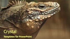  Presentation with cuban - Slide deck having cuban rock iguana cyclura nubila background and a  colored foreground