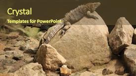  Presentation with cuban - Presentation theme with cuban-rock-iguana-cyclura-nubila background and a tawny brown colored foreground