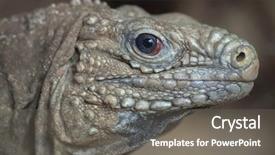  Presentation with cuban - Slide deck with cuban rock iguana cyclura nubila also known as the cuban ground iguana background and a gray colored foreground