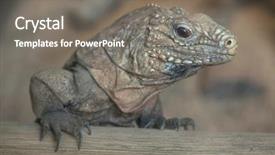  Presentation with cuban - Colorful slides enhanced with cuban rock iguana cyclura nubila also known as the cuban ground iguana backdrop and a gray colored foreground
