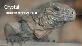  Presentation with cuban - Audience pleasing theme consisting of cuban rock iguana cyclura nubila also known as the cuban ground iguana backdrop and a gray colored foreground