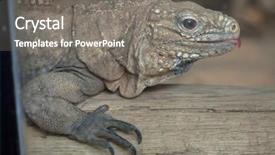  Presentation with cuban - Colorful slide deck enhanced with cuban rock iguana cyclura nubila also known as the cuban ground iguana backdrop and a gray colored foreground