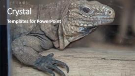  Presentation with cuban - Presentation design featuring cuban rock iguana cyclura nubila background and a gray colored foreground