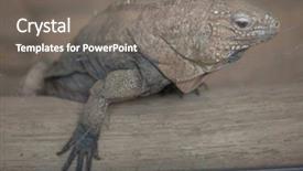  Presentation with cuban - Cool new slide deck with cuban rock iguana cyclura nubila also known as the cuban ground iguana backdrop and a gray colored foreground
