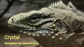  Presentation with cuban - Beautiful presentation featuring cuban-rock-iguana-cyclura-nubile backdrop and a tawny brown colored foreground