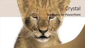  Presentation with lion - Theme featuring cubs - close-up of a lion cub background and a coral colored foreground