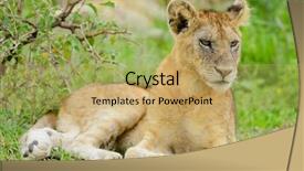  Presentation with scientific - Theme with cubs - closeup of a lion cub background and a yellow colored foreground