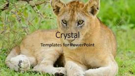  Presentation with scientific 3d rendering - Cool new slide deck with cubs - closeup of a lion cub backdrop and a coral colored foreground