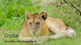  Presentation with scientific - Amazing PPT theme having cubs - closeup of a lion cub backdrop and a yellow colored foreground