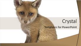  Presentation with old philippine - Beautiful PPT theme featuring cubs - fox cub 7 weeks old backdrop and a coral colored foreground