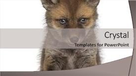 Presentation with fox - Slide deck enhanced with cubs - fox cub 7 weeks old background and a light gray colored foreground