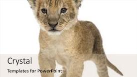  Presentation with old days - Theme featuring cubs - lion cub standing 16 days background and a coral colored foreground