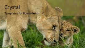  Presentation with landscapes of savanna serengeti tanzania - Cool new presentation theme with cubs - lioness and cub cuddling serengeti backdrop and a gold colored foreground