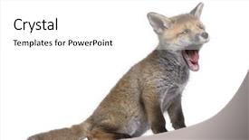  Presentation with white red employees - Presentation having cubs - red fox cub yawning vulpes background and a white colored foreground