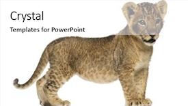  Presentation with healthy workplace full length side view - Presentation design with cubs - side view of a lion background and a white colored foreground