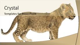  Presentation with lion - PPT layouts consisting of cubs - side view of a lion background and a blonde colored foreground