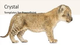  Presentation with old days - Cool new PPT theme with cubs - side view of a lion backdrop and a lemonade colored foreground