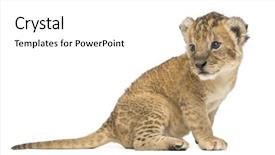  Presentation with old days - Slides enhanced with cubs - side view of a lion background and a white colored foreground