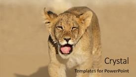  Presentation with kalahari - Slide set featuring cubs - small african lion cub panthera background and a coral colored foreground