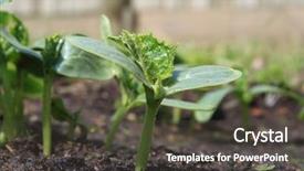  Presentation with plant - Slide deck having forest carbon trade - set of fresh whole timbers background and a coral colored foreground