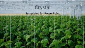  Presentation with greenhouse farm - Colorful slide set enhanced with cucumber farm inside modern greenhouse backdrop and a light blue colored foreground