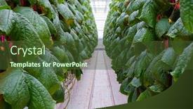  Presentation with greenhouse farm - PPT theme with cucumber-farm-inside-modern-greenhouse background and a tawny brown colored foreground