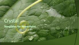  Presentation with water leaf - Presentation enhanced with cucumber leaf fragment with tendrils background and a  colored foreground