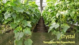  Presentation with plants growing - Cool new theme with cucumber plants growing in greenhouse backdrop and a tawny brown colored foreground