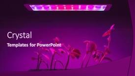  Presentation with led light - Presentation design having cucumber-sprouts-under-led-light background and a violet colored foreground