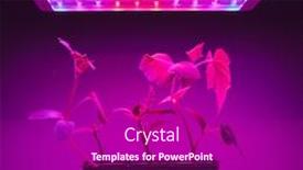  Presentation with led light - Audience pleasing presentation theme consisting of cucumber-sprouts-under-led-light backdrop and a violet colored foreground