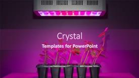  Presentation with led light - Presentation design enhanced with cucumber-sprouts-under-led-light background and a violet colored foreground