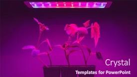  Presentation with led light - Amazing presentation theme having cucumber-sprouts-under-led-light backdrop and a violet colored foreground