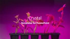  Presentation with light led - Slide set featuring cucumber-sprouts-under-led-light background and a violet colored foreground