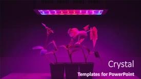  Presentation with light led - PPT theme enhanced with cucumber-sprouts-under-led-light background and a violet colored foreground