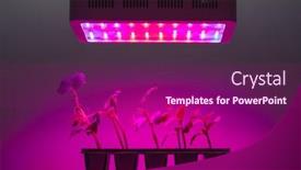  Presentation with led light - Amazing slide set having cucumber-sprouts-under-led-light backdrop and a violet colored foreground