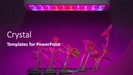  Presentation with led light - Presentation with cucumber-sprouts-under-led-light background and a violet colored foreground