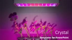  Presentation with led light - Audience pleasing presentation consisting of cucumber-sprouts-under-led-light backdrop and a violet colored foreground