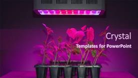  Presentation with led light - Cool new PPT theme with cucumber-sprouts-under-led-light backdrop and a violet colored foreground
