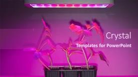  Presentation with light led - Beautiful presentation theme featuring cucumber-sprouts-under-led-light backdrop and a violet colored foreground