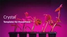  Presentation with led light - Amazing slide deck having cucumber-sprouts-under-led-light backdrop and a violet colored foreground
