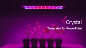  Presentation with light led - Beautiful PPT layouts featuring cucumber-sprouts-under-led-light backdrop and a violet colored foreground