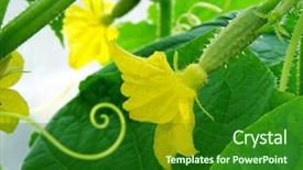  Presentation with flower - Slides enhanced with cucumber with flower and tendril background and a forest green colored foreground