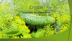  Presentation with food - PPT theme featuring cucumber-with-inflorescence-dill-food background and a yellow colored foreground