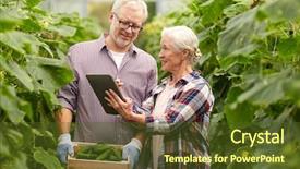  Presentation with agriculture greenhouse - Colorful PPT theme enhanced with cucumbers and tablet pc computer backdrop and a tawny brown colored foreground