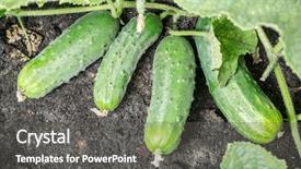  Presentation with growing - Presentation theme featuring cucumbers growing on vines background and a dark gray colored foreground